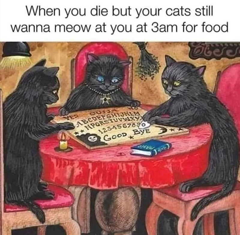 When you die but your cats still wanna meow at you at 3am for food. 40130 ABCDEFGHIJKLM NPQRSTUVWXYX 1234567890 GOOD BYE k QIEVIJ