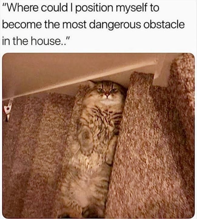 "Where could I position myself to become the most dangerous obstacle in the house.."