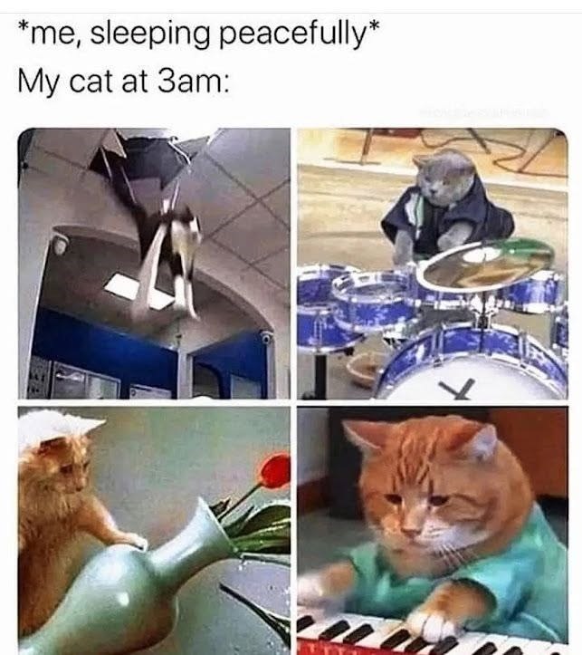 *me, sleeping peacefully* My cat at 3am:
