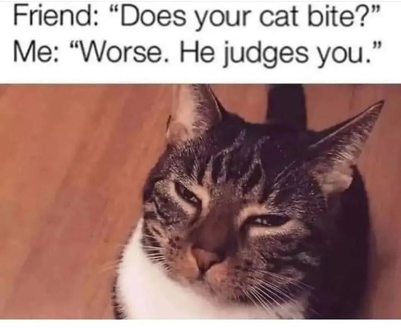 Friend: "Does your cat bite?" Me: "Worse. He judges you."