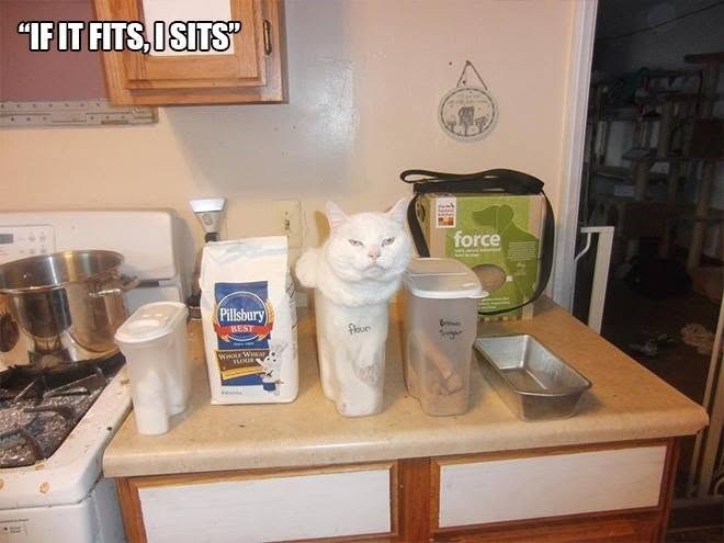 "IF IT FITS, I SITS" Pillsbury BEST FLOUR floor force