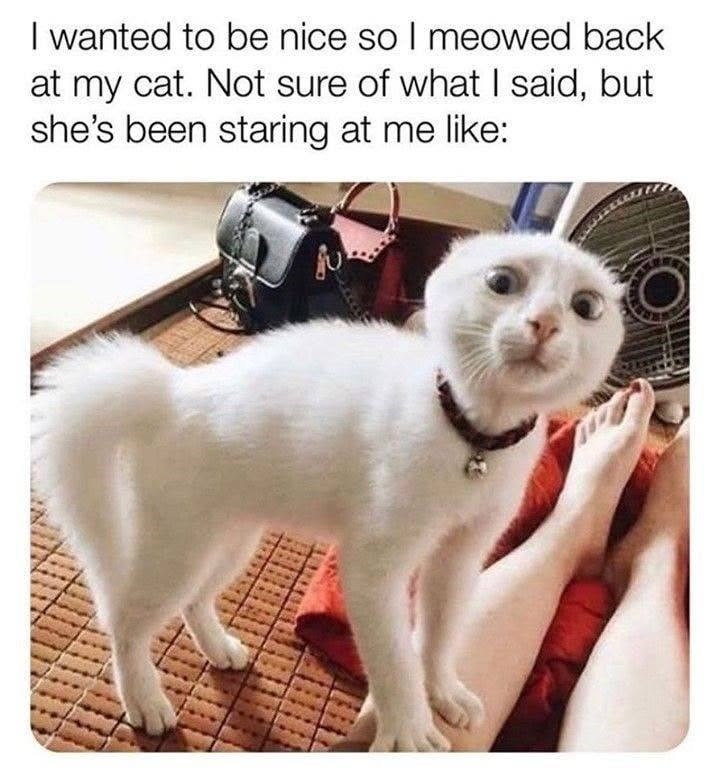 I wanted to be nice so I meowed back at my cat. Not sure of what I said, but she's been staring at me like:
