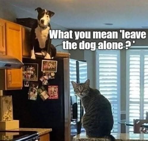 What you mean 'leave the dog alone?"