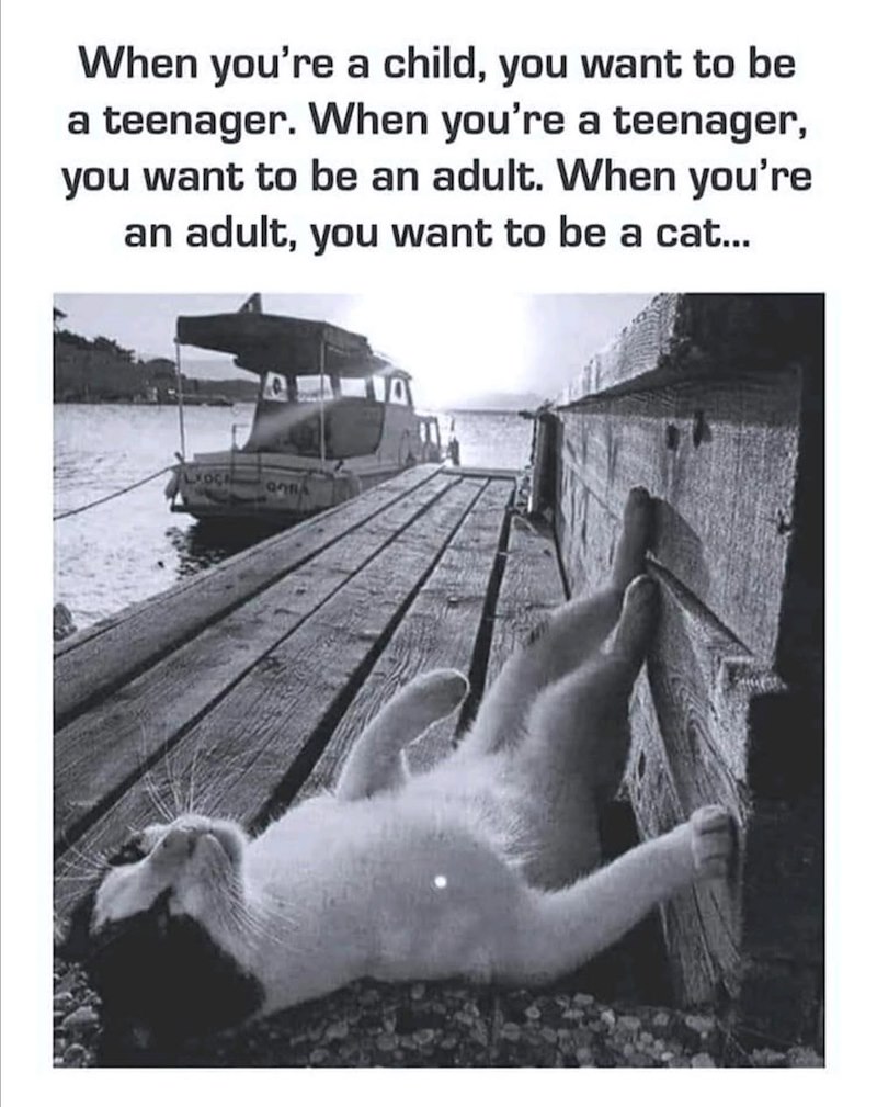 When you're a child, you want to be a teenager. When you're a teenager, you want to be an adult. When you're an adult, you want to be a cat... LOCA