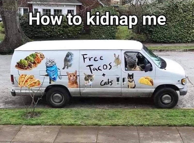 How to kidnap me Free Tacos Cats