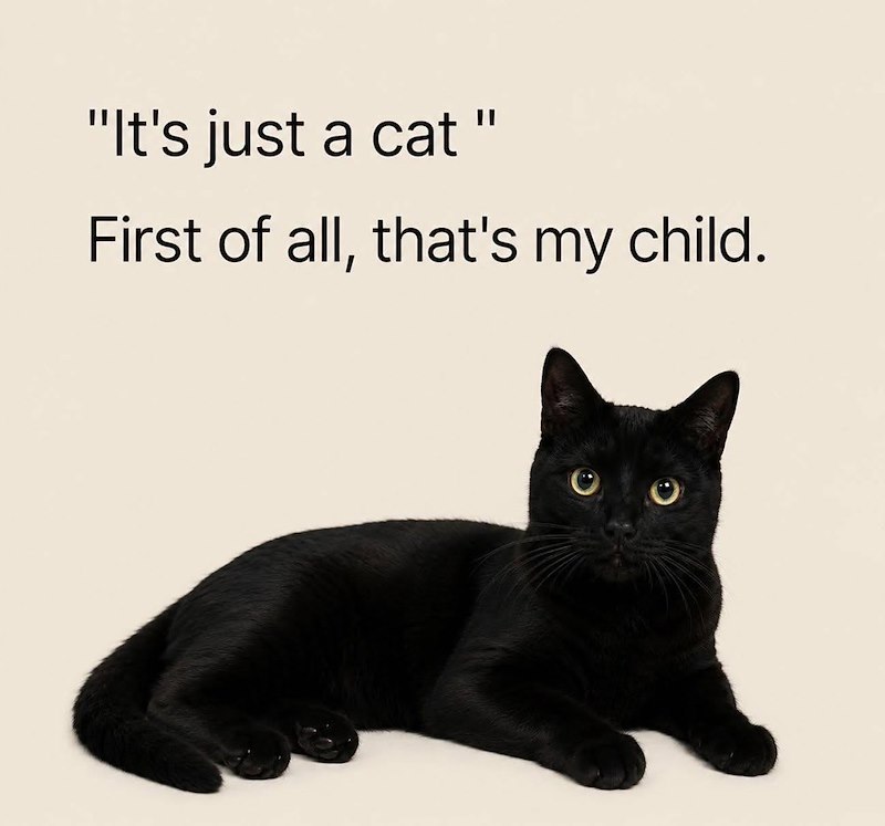 "It's just a cat " First of all, that's my child.