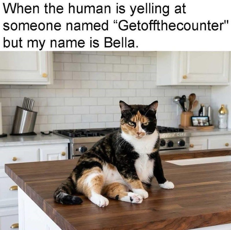 When the human is yelling at someone named "Getoffthecounter" but my name is Bella. @Viral Cats