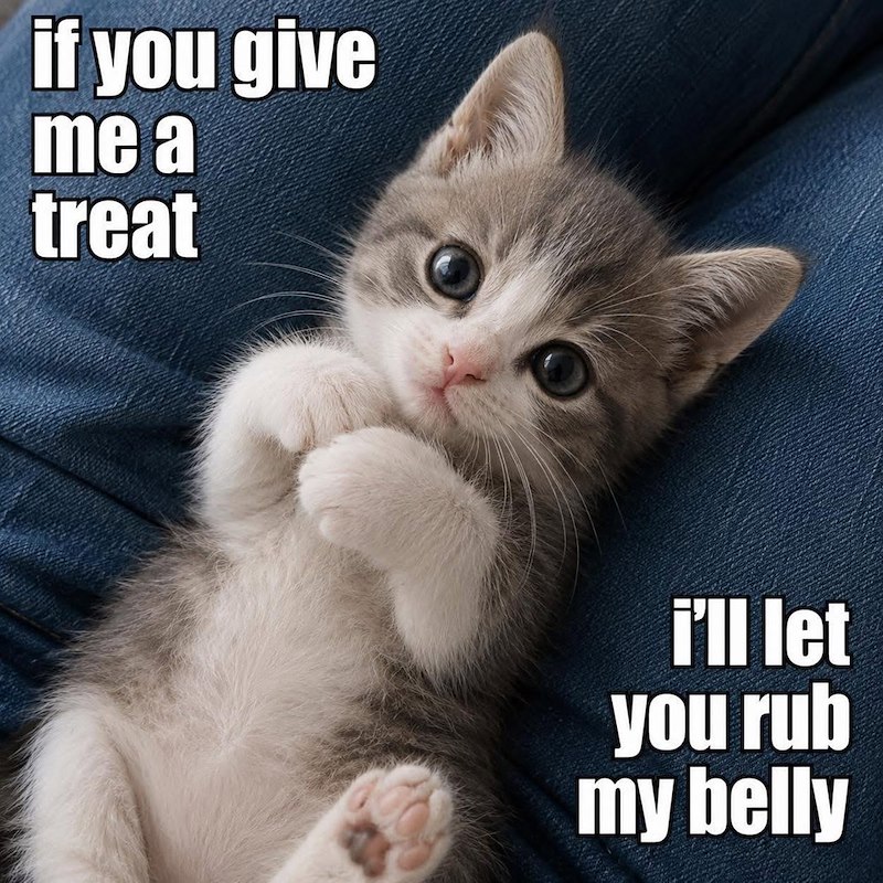 if you give me a treat i'll let you rub my belly