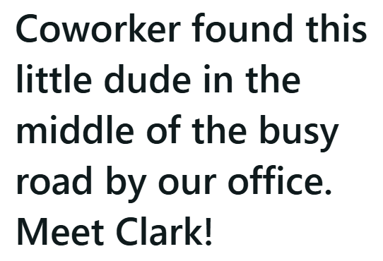 Coworker found this little dude in the middle of the busy road by our office. Meet Clark!