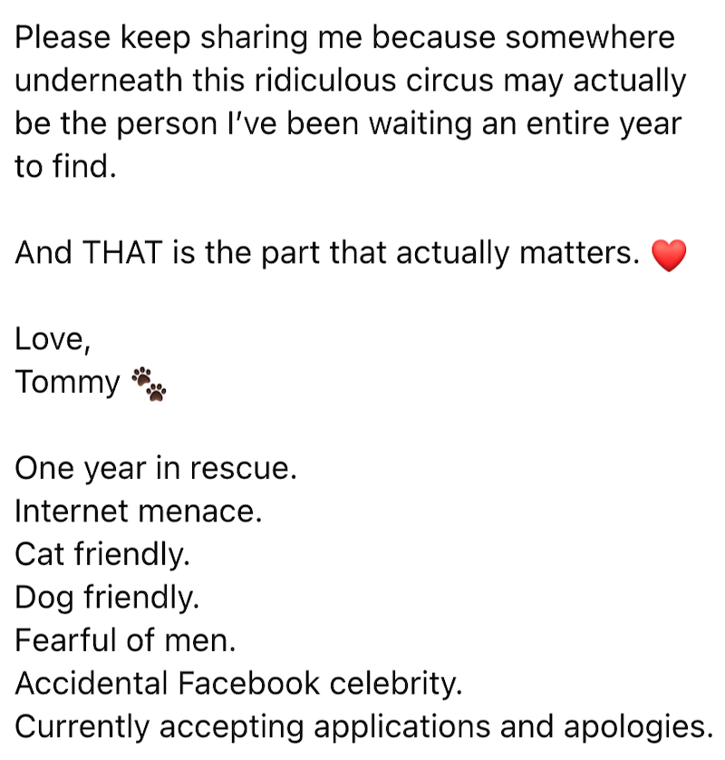 Please keep sharing me because somewhere underneath this ridiculous circus may actually be the person I've been waiting an entire year to find. And THAT is the part that actually matters. Love, Tommy One year in rescue. Internet menace. Cat friendly. Dog friendly. Fearful of men. Accidental Facebook celebrity. Currently accepting applications and apologies.