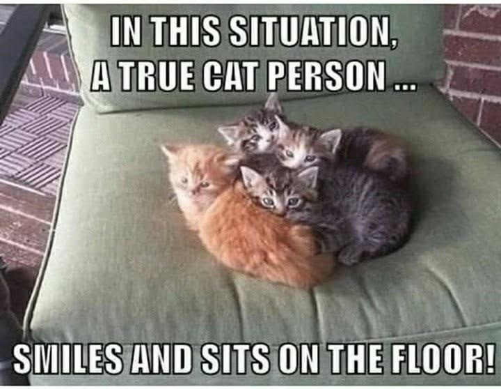 IN THIS SITUATION, A TRUE CAT PERSON ... SMILES AND SITS ON THE FLOOR!