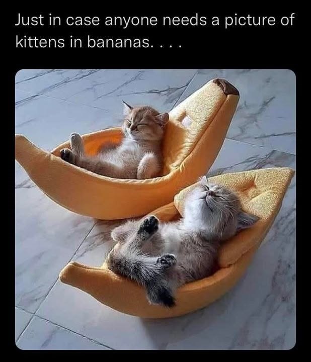 Just in case anyone needs a picture of kittens in bananas. . . .