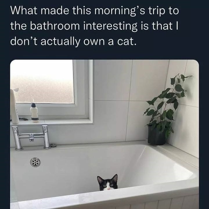 What made this morning's trip to the bathroom interesting is that I don't actually own a cat.