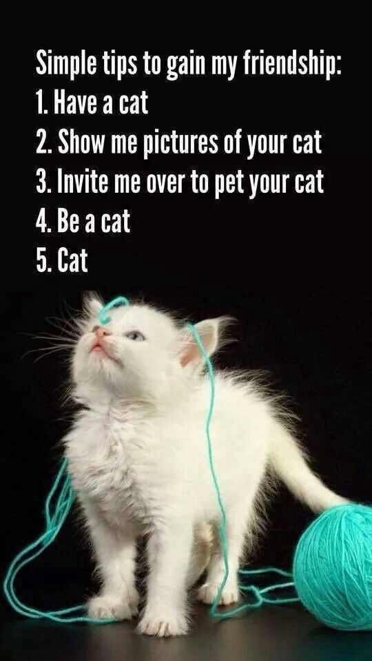 Simple tips to gain my friendship: 1. Have a cat 2. Show me pictures of your cat 3. Invite me over to pet your cat 4. Be a cat 5. Cat