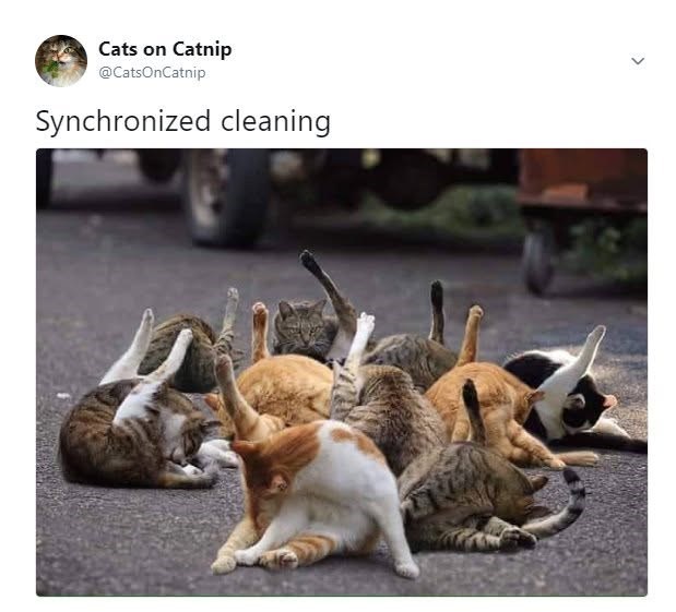 Cats on Catnip @CatsOnCatnip Synchronized cleaning >