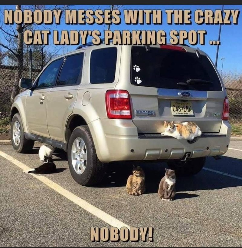 NOBODY MESSES WITH THE CRAZY CAT LADY'S PARKING SPOT ... ESCAPE New Jenvey C48 EMK Gar State NOBODY!
