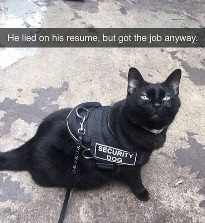 He lied on his resume, but got the job anyway. SECURITY DOG