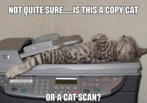 NOT QUITE SURE..... IS THIS A COPY CAT OR A CAT SCAN?