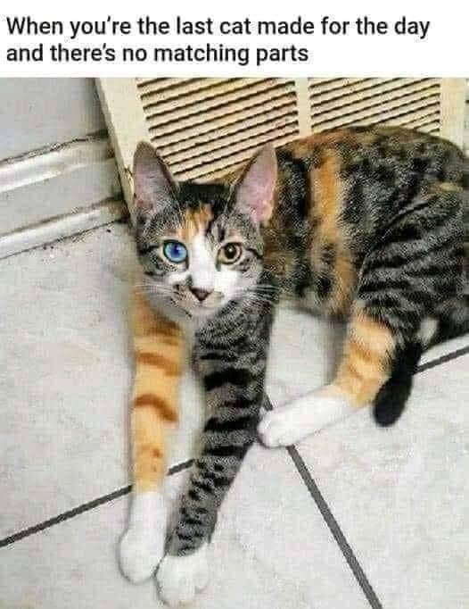 When you're the last cat made for the day and there's no matching parts e