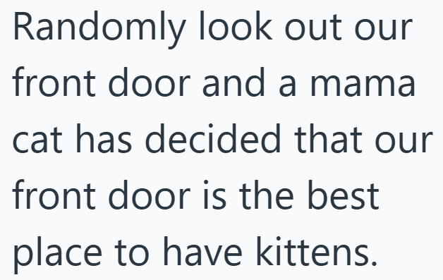 Randomly look out our front door and a mama cat has decided that our front door is the best place to have kittens.