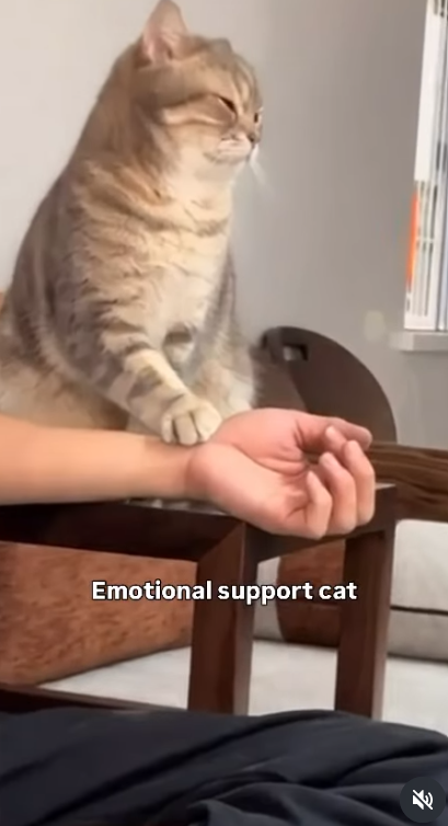 Emotional support cat