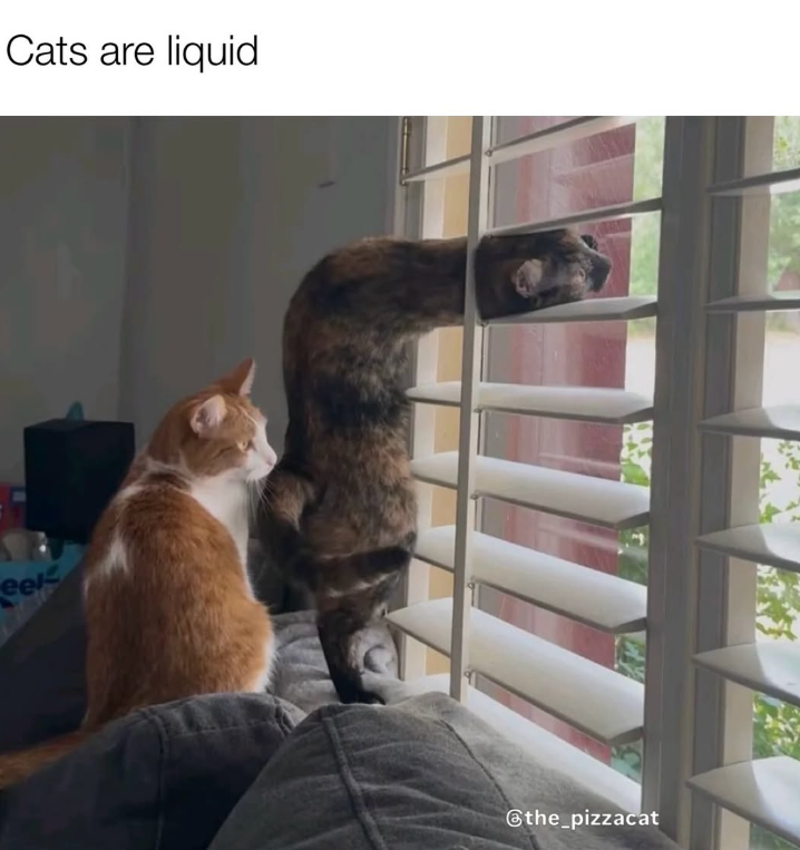 Cats are liquid eel @the_pizzacat