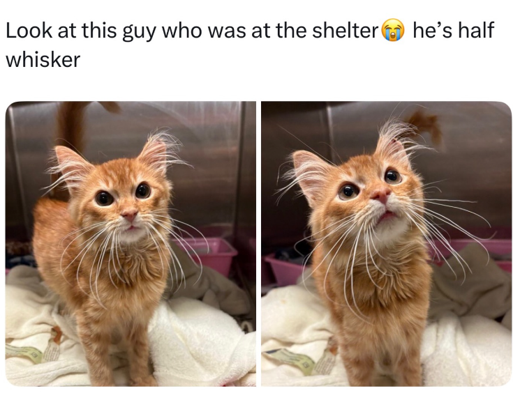 Look at this guy who was at the shelter whisker he's half
