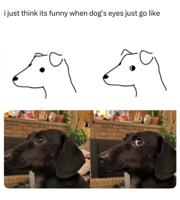 i just think its funny when dog's eyes just go like