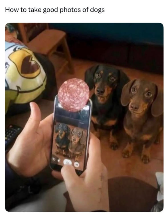 How to take good photos of dogs