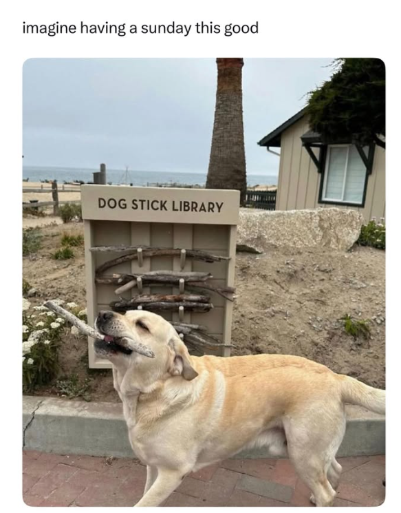 imagine having a sunday this good DOG STICK LIBRARY