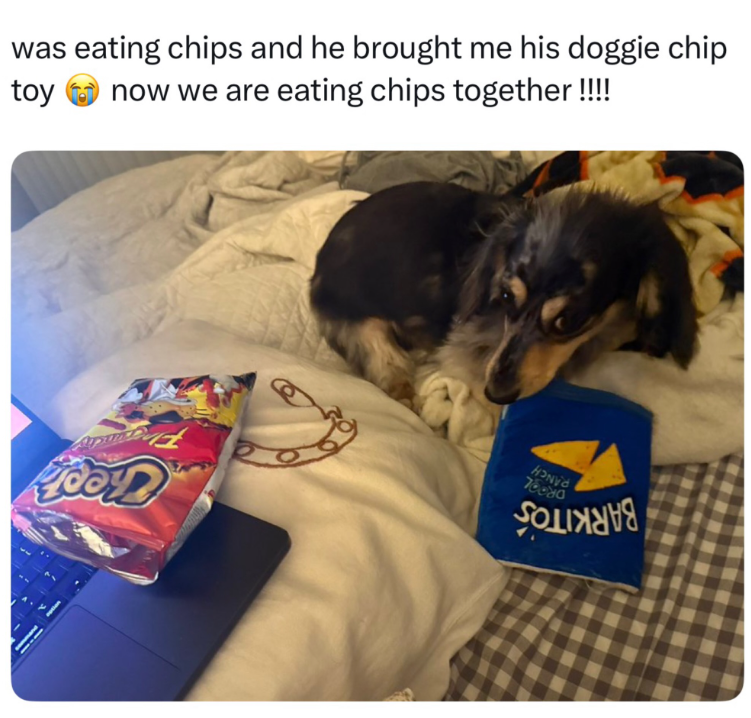 BARKITOS RANCH DROOL Theot Fingrandiy Fl was eating chips and he brought me his doggie chip toy now we are eating chips together !!!!