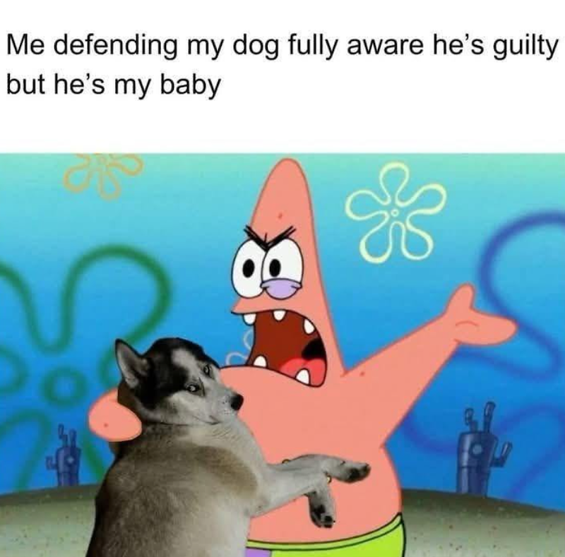Me defending my dog fully aware he's guilty but he's my baby