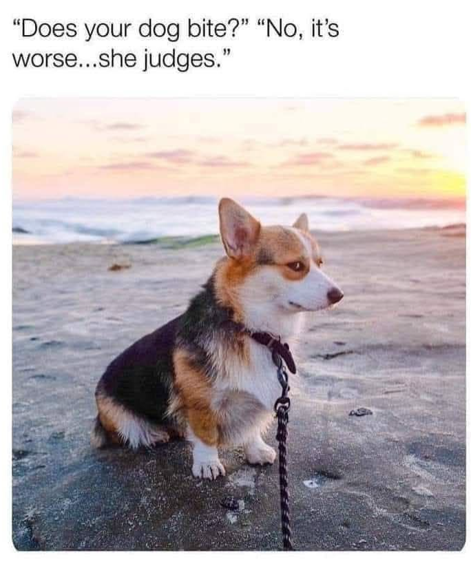 "Does your dog bite?" "No, it's worse...she judges."