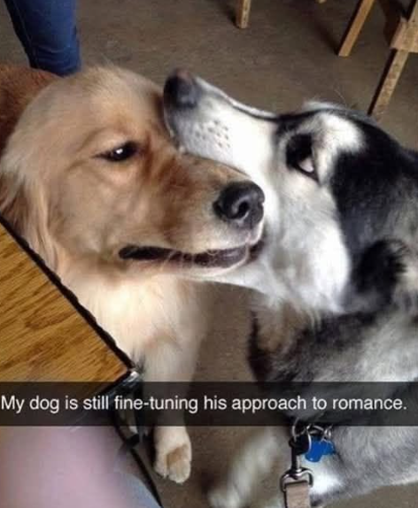 My dog is still fine-tuning his approach to romance