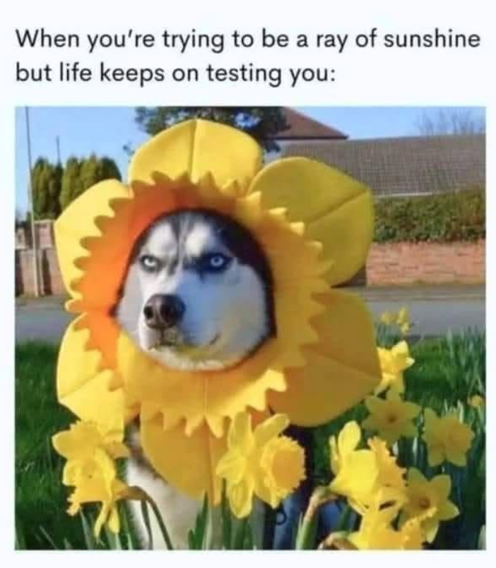 When you're trying to be a ray of sunshine but life keeps on testing you: