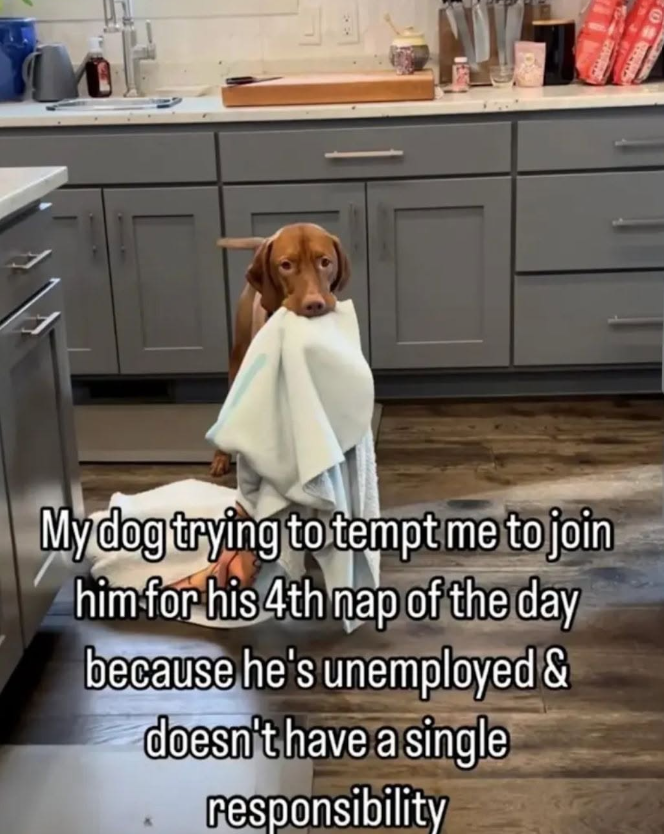 My dog trying to tempt me to join him for his 4th nap of the day because he's unemployed & doesn't have a single responsibility