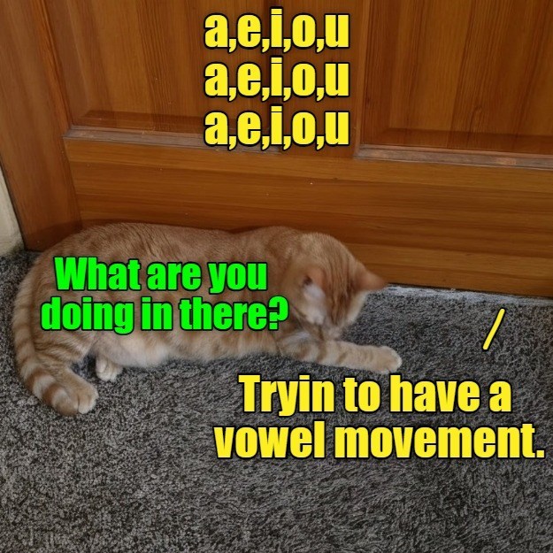 a,e,i,o,u a,e,i,o,u a,e,i,o,u What are you doing in there? Tryin to have a Vowel movement.