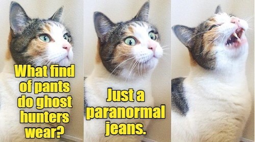 What find of pants do ghost hunters Just a wear? paranormal jeans.