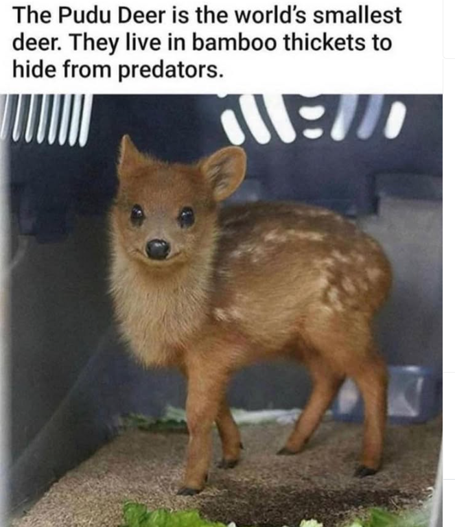 The Pudu Deer is the world's smallest deer. They live in bamboo thickets to hide from predators. KLEID