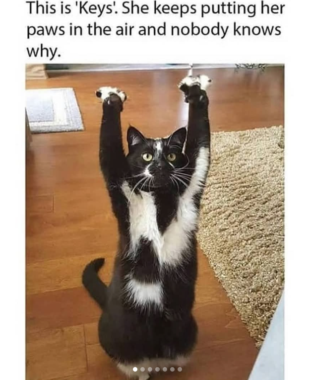 This is 'Keys'. She keeps putting her paws in the air and nobody knows why.