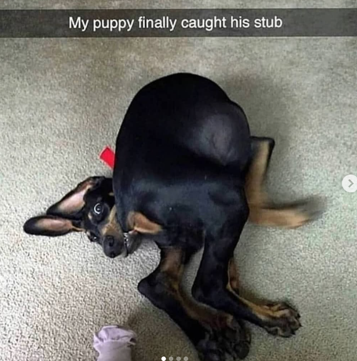 My puppy finally caught his stub >