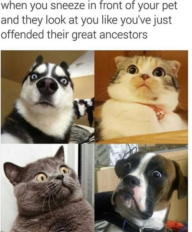 when you sneeze in front of your pet and they look at you like you've just offended their great ancestors