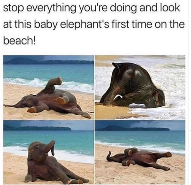 stop everything you're doing and look at this baby elephant's first time on the beach!