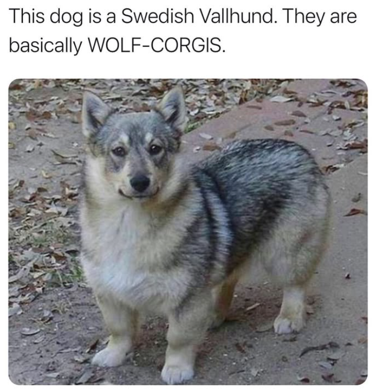 This dog is a Swedish Vallhund. They are basically WOLF-CORGIS.
