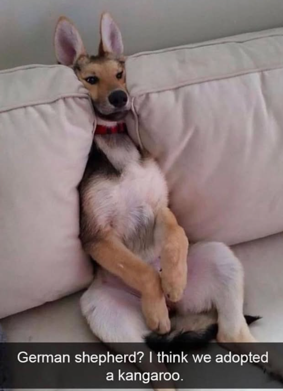 German shepherd? I think we adopted a kangaroo.
