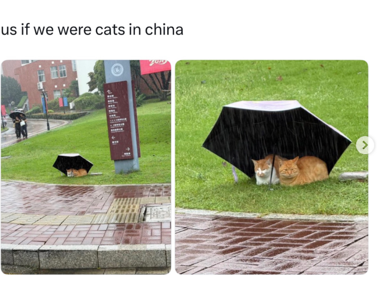 us if we were cats in china <