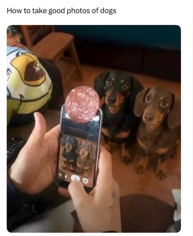 How to take good photos of dogs