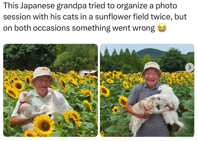 This Japanese grandpa tried to organize a photo session with his cats in a sunflower field twice, but on both occasions something went wrong