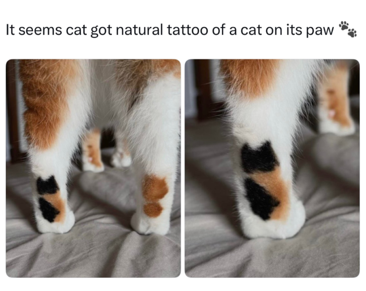 It seems cat got natural tattoo of a cat on its paw