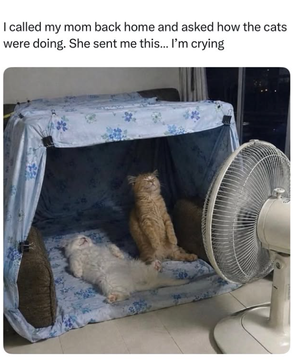 I called my mom back home and asked how the cats were doing. She sent me this... I'm crying